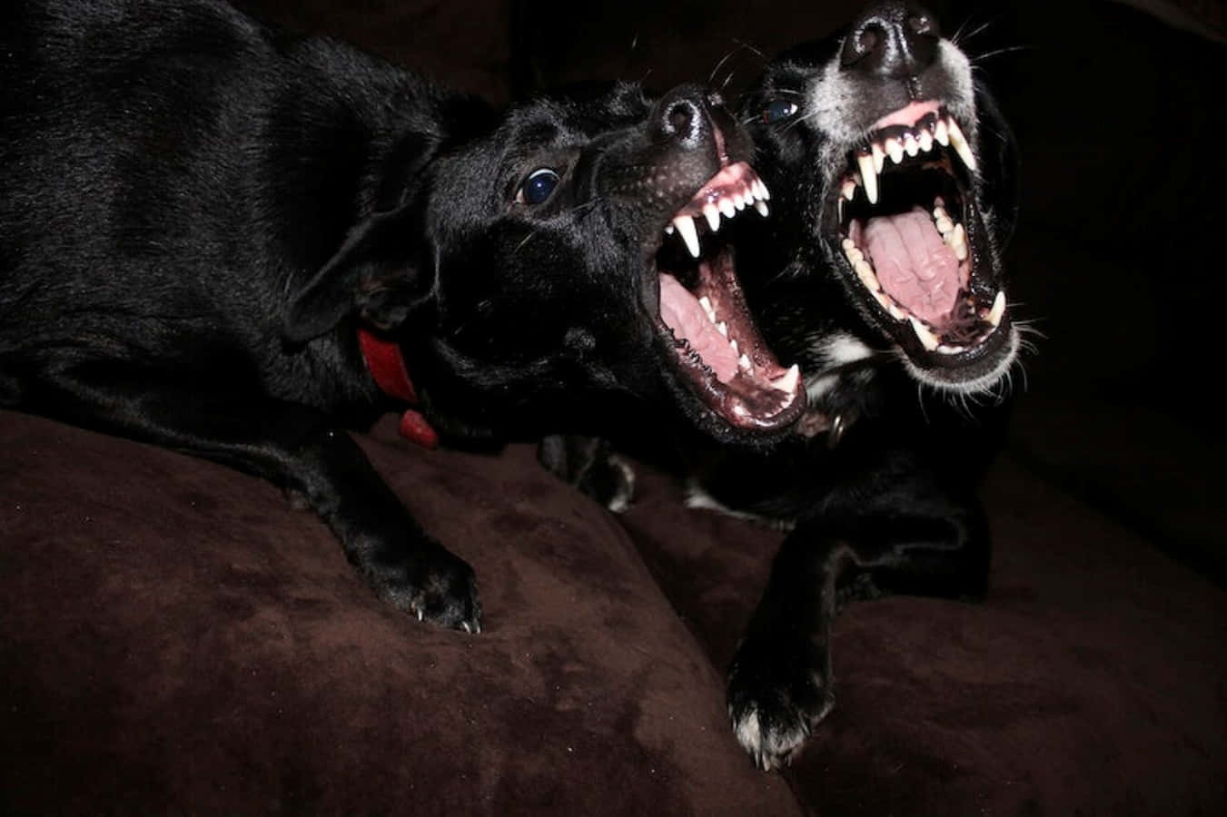 Scary Funny Dogs Teeth Picture