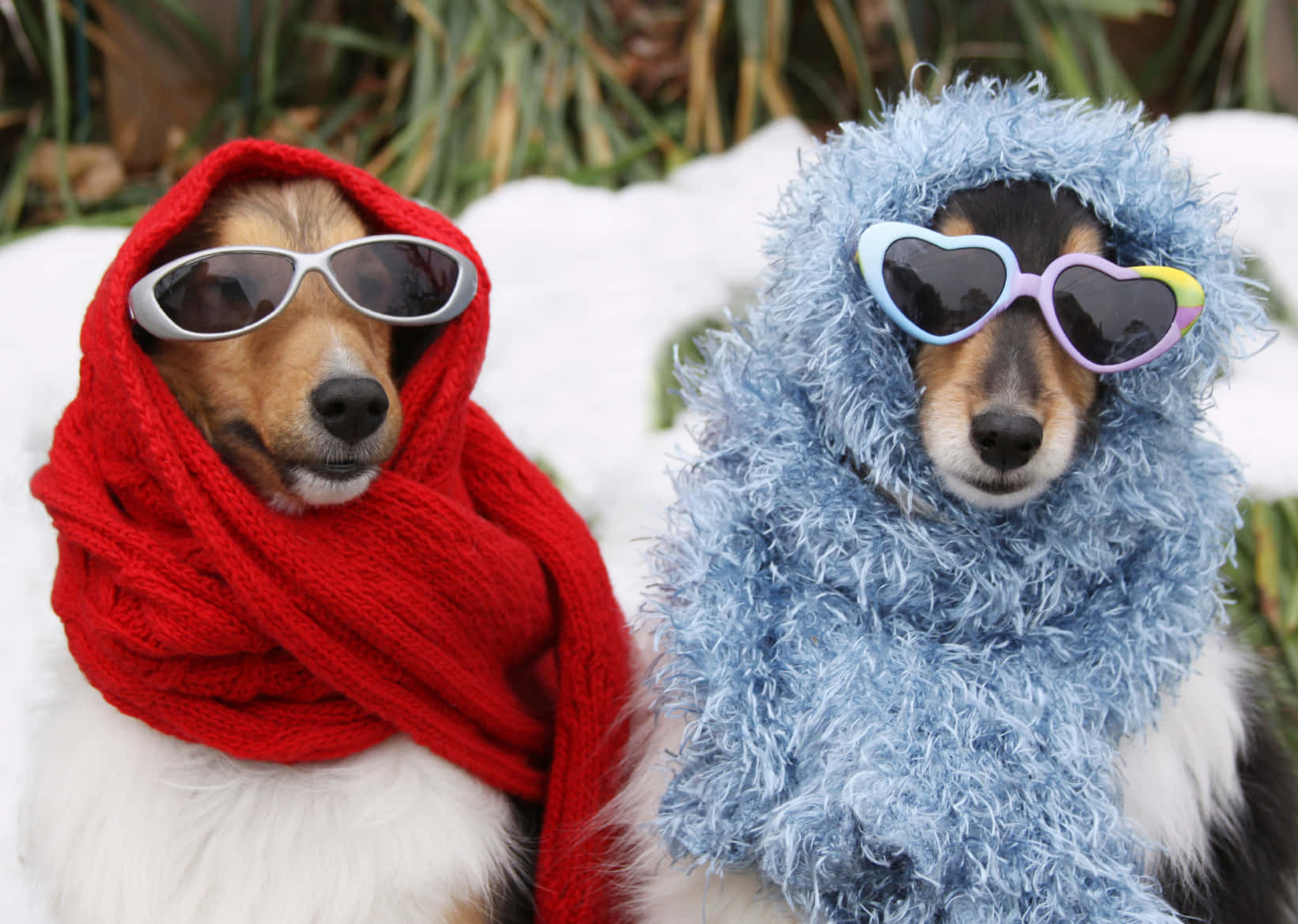Cute Funny Dogs Winter Picture