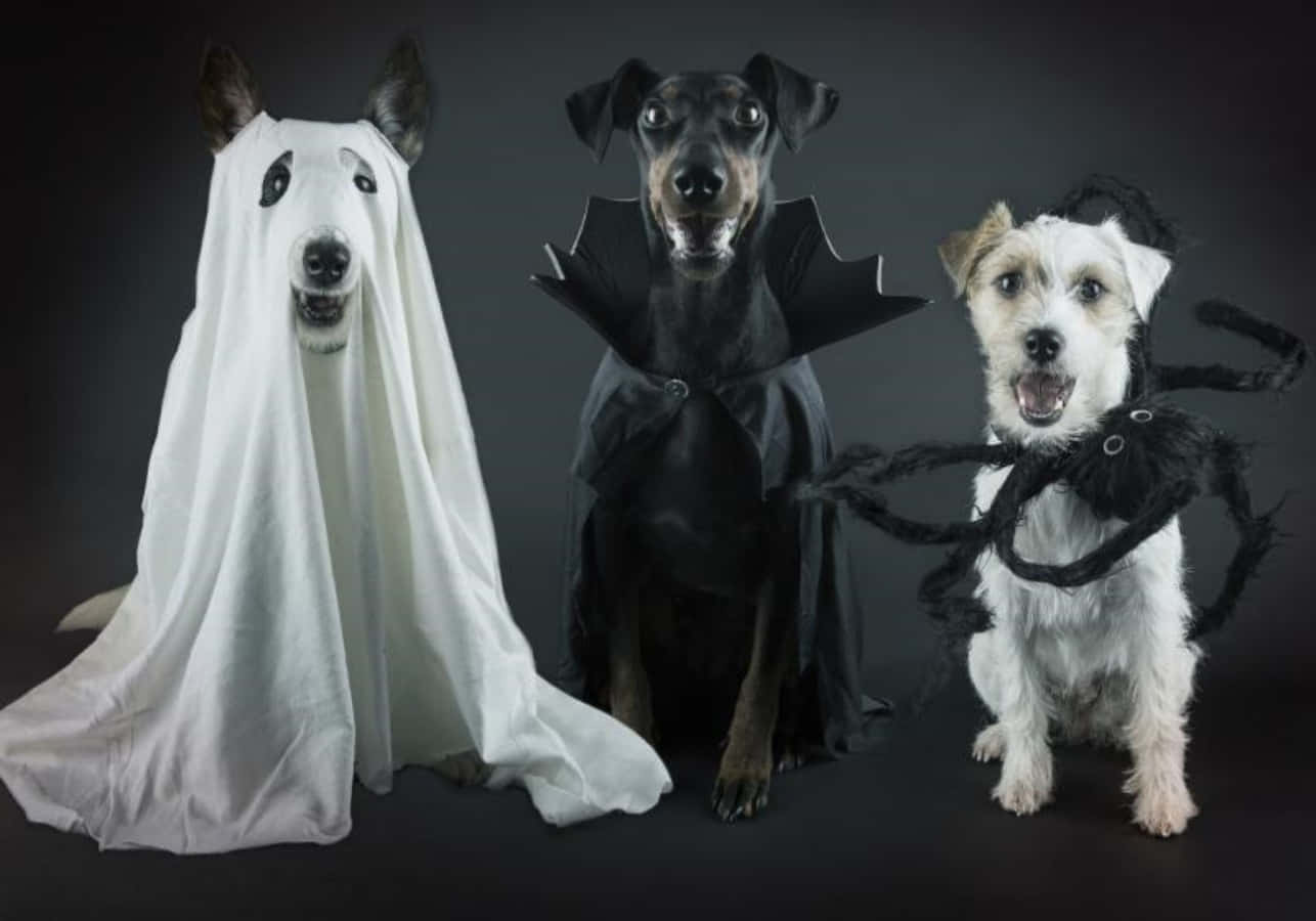 Funny Dogs Halloween Costume Picture