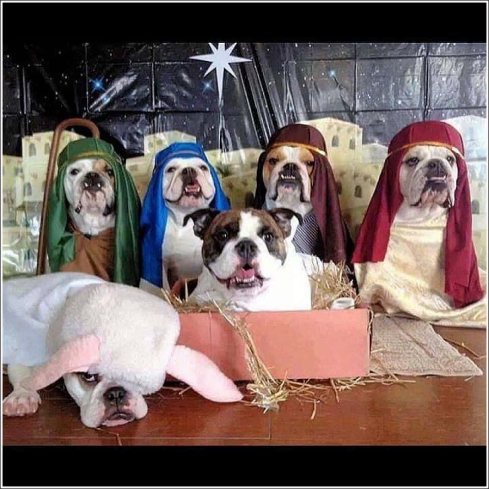 Funny Nativity Dogs Costume Picture