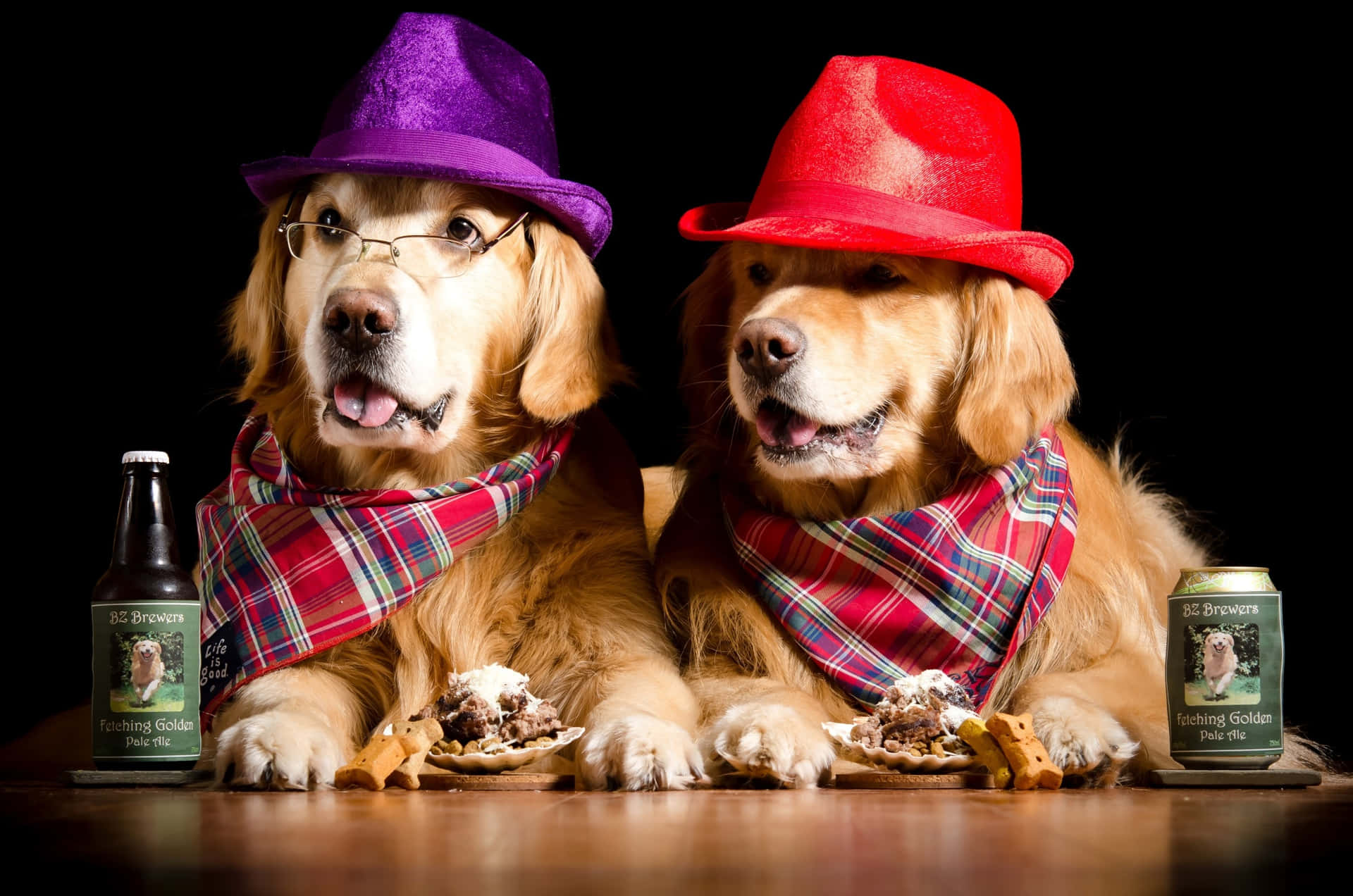 Funny Dogs Colorful Hats Picture