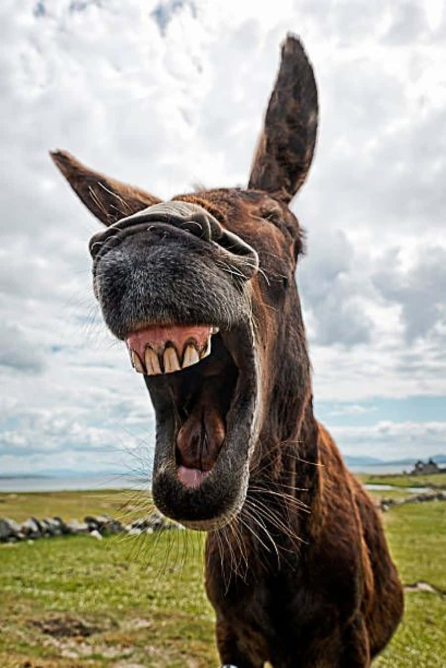 Funny Donkey Big Laugh Picture
