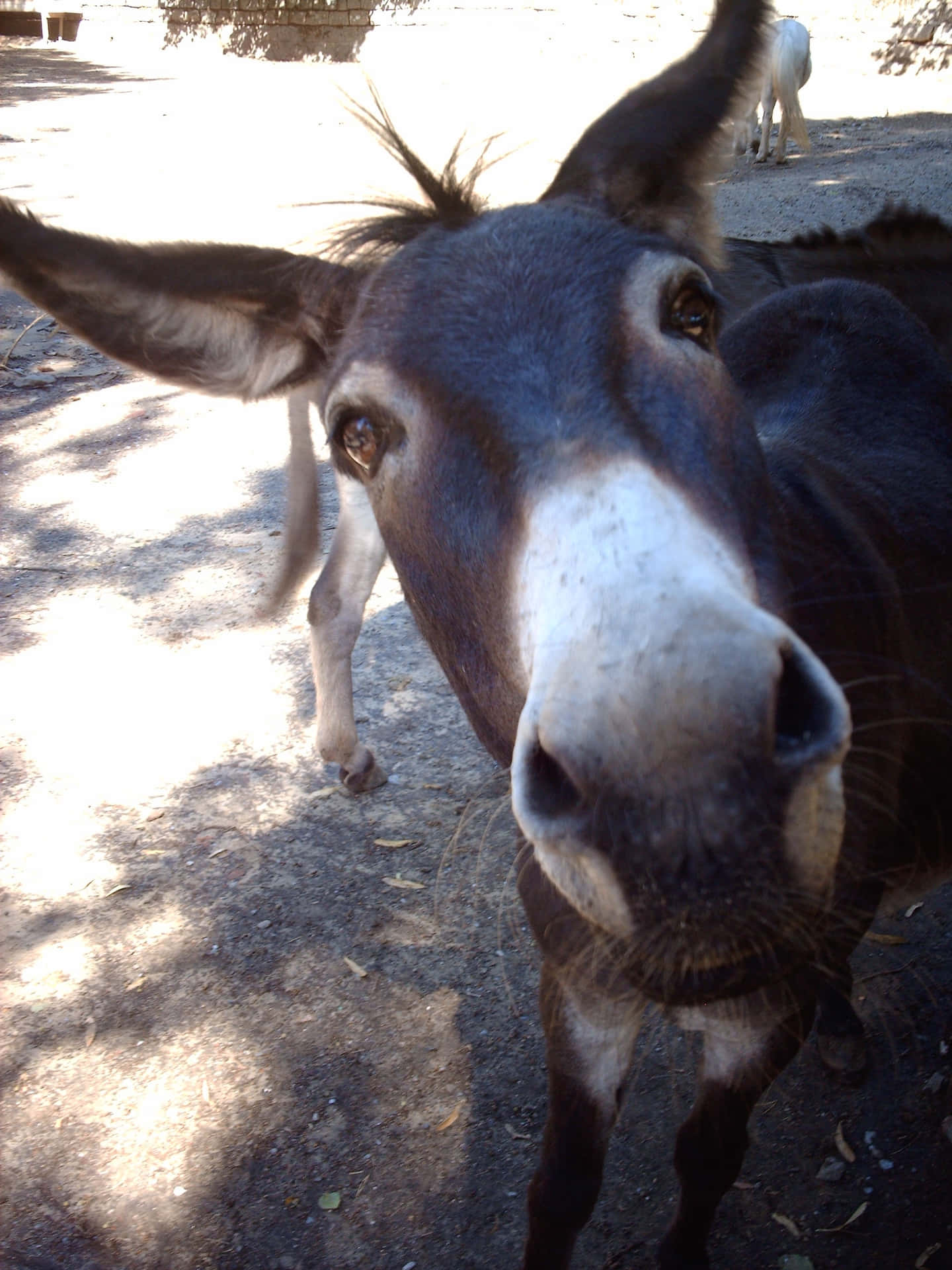 Funny Donkey Close Up Picture