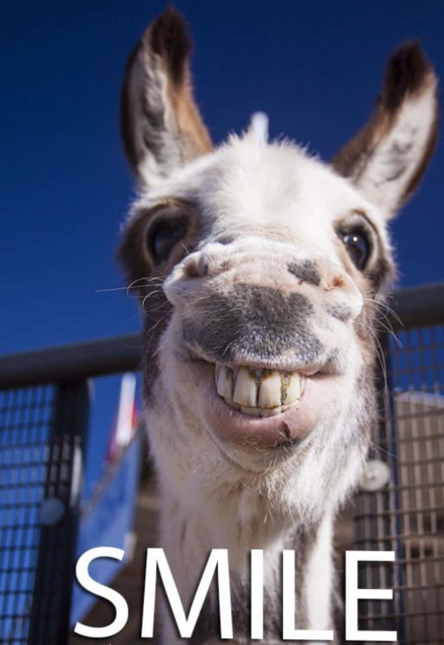 Funny Donkey Goofy Smile Picture