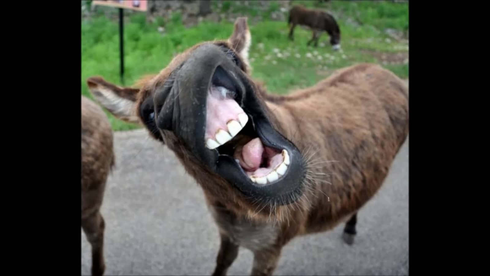 Funny Donkey Laughing Buck Teeth Picture