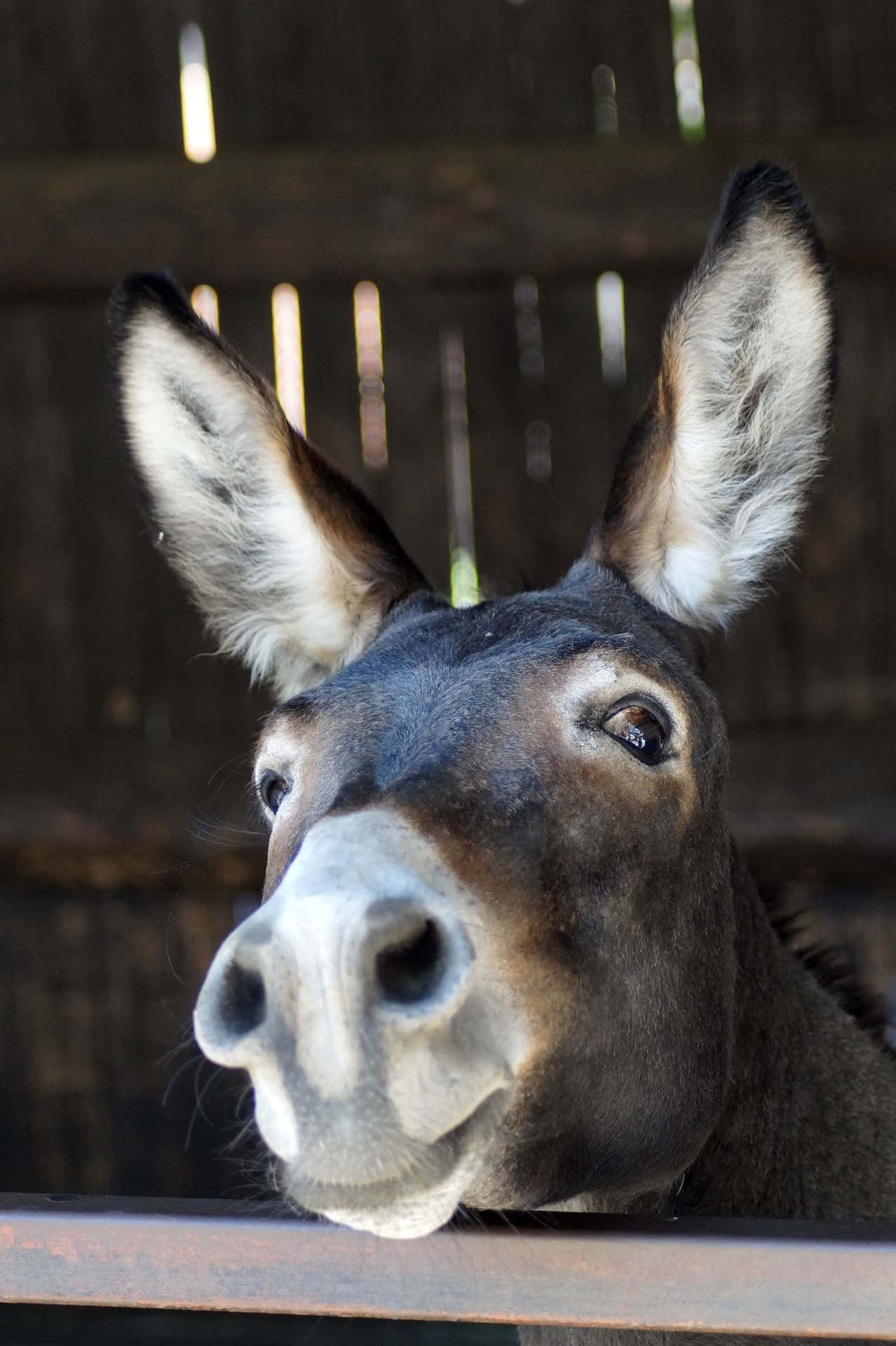 Funny Cute Smile Donkey Picture