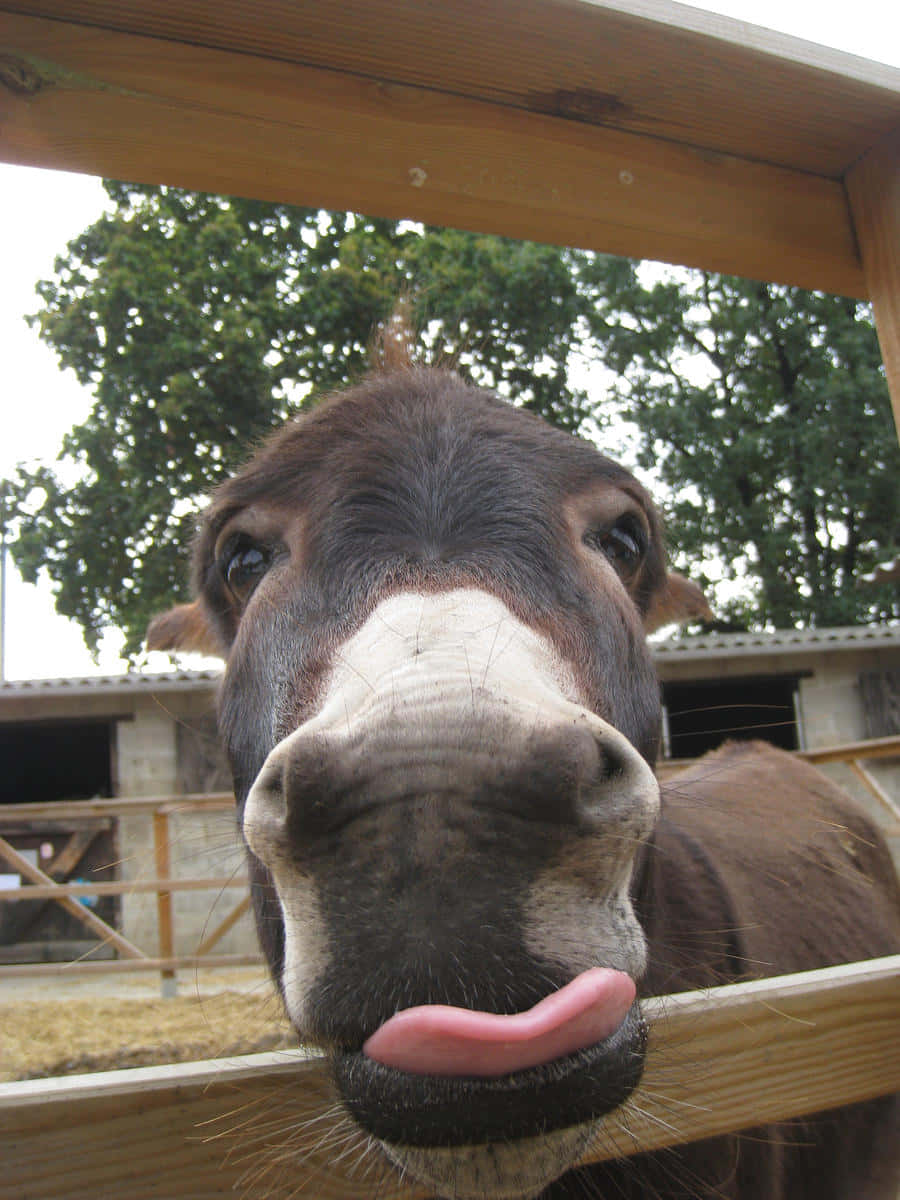 Funny Donkey Tongue Out Picture