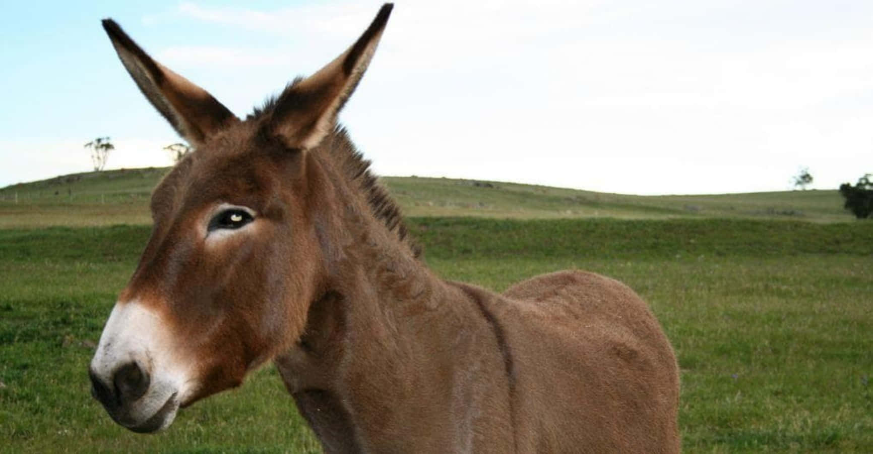 Funny Brown Donkey Nature Picture