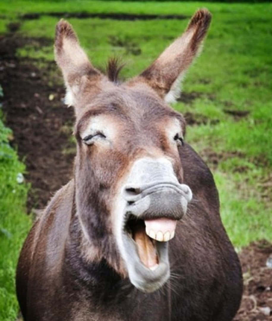 Funny Donkey Goofy Laugh Picture