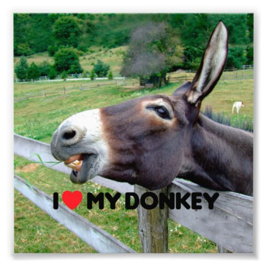 Funny I Love Donkey Picture