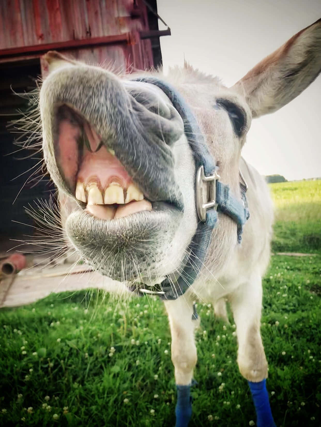 Lustigesbild Eines Weißen Esels Mit Zähnen.