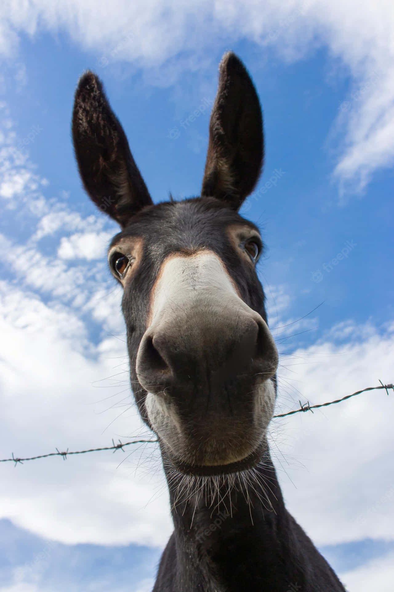 Funny Donkey Face Selfie Picture
