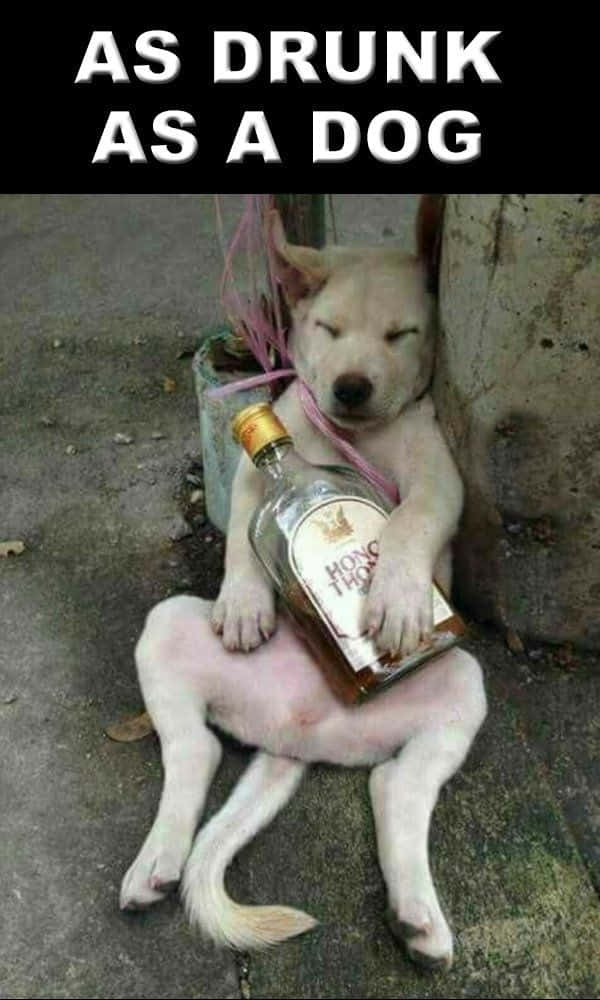 Passed Out Dog Funny Drunk Pictures
