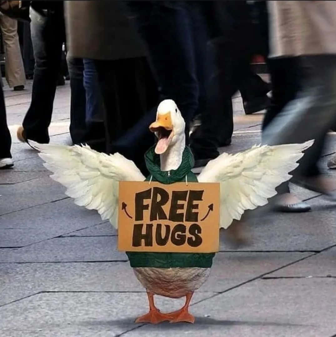 Funny Duck Cute Free Hugs Pictures