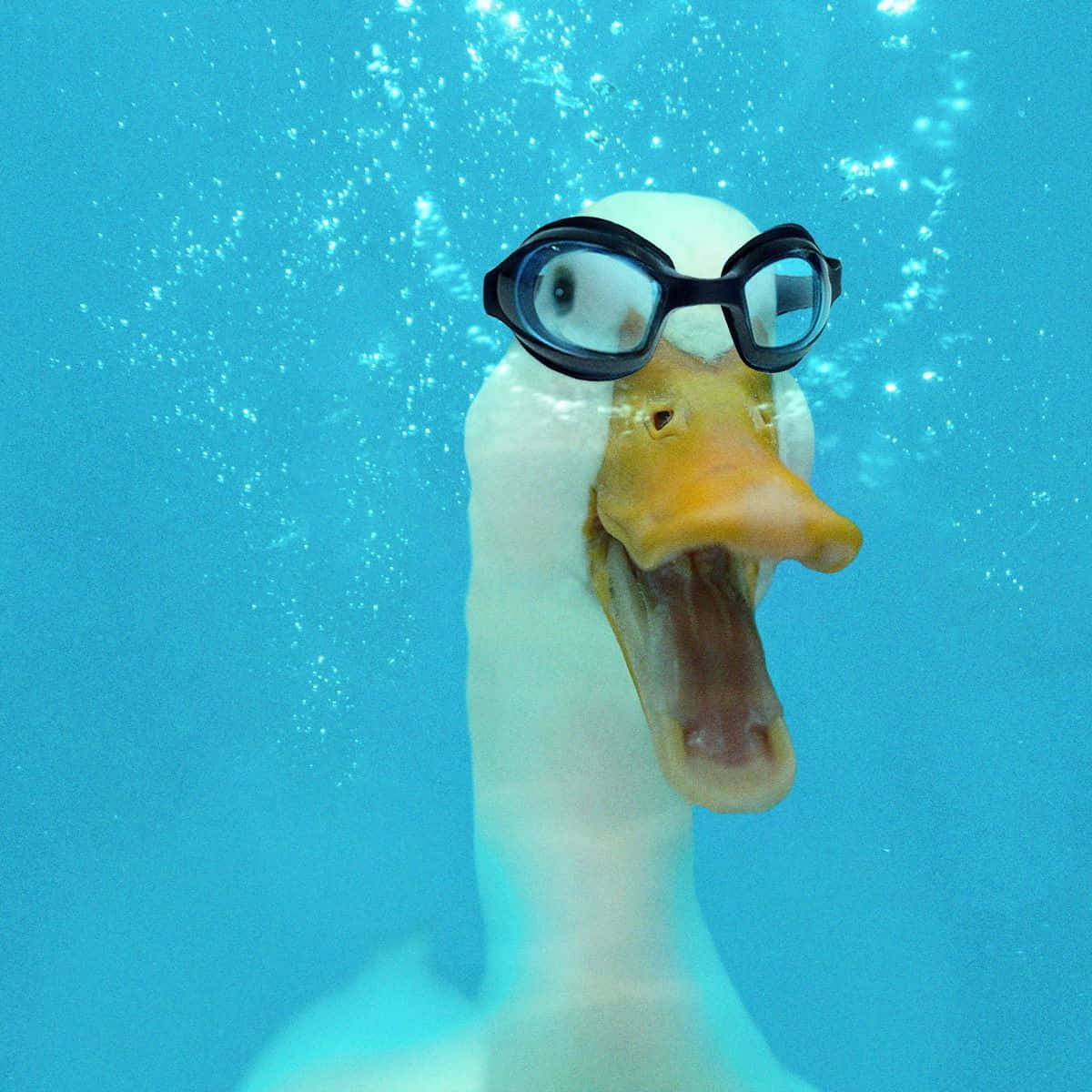 Funny Duck Screaming Underwater Pictures