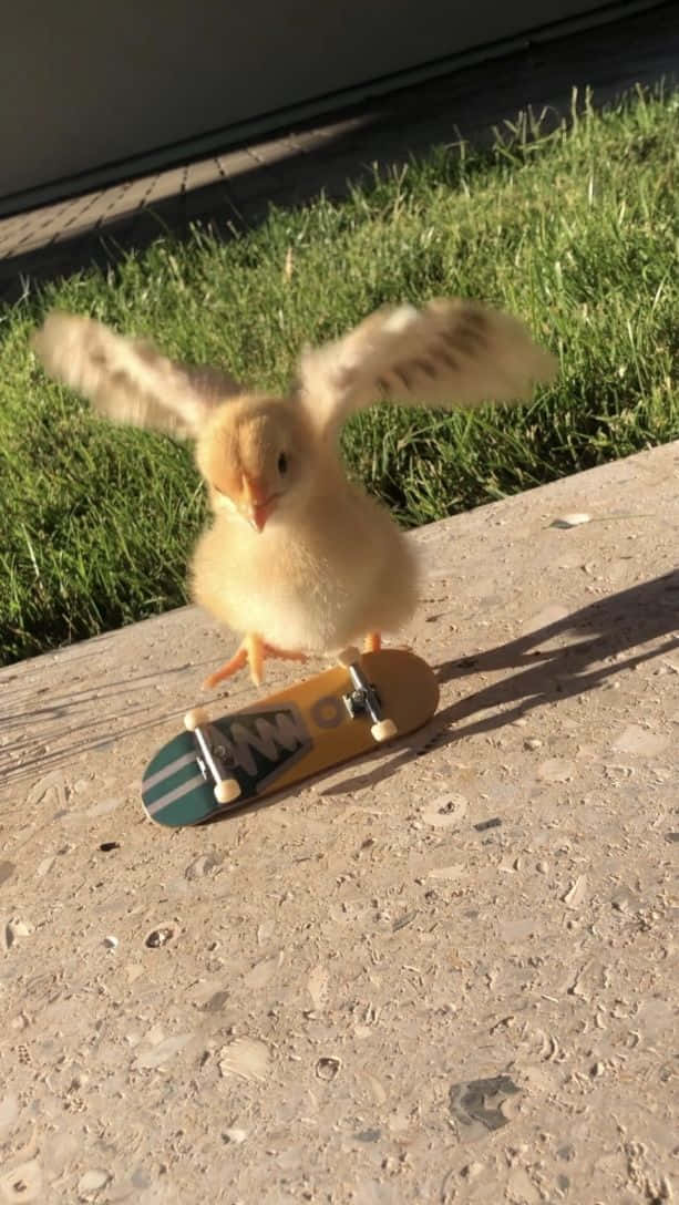 Funny Duck Amazing Skateboard Trick Pictures