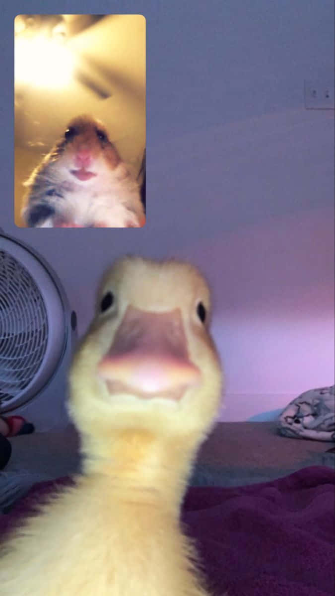 Funny Duck And Hamster Video Call Pictures