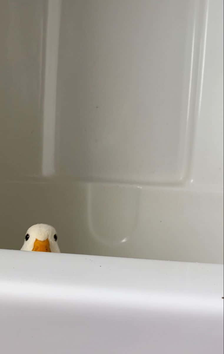 Funny Duck Peeking From Bath Tub Pictures
