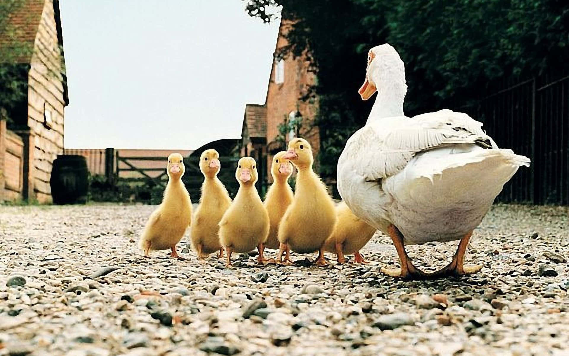 Funny Duck Babies Following Mother Pictures