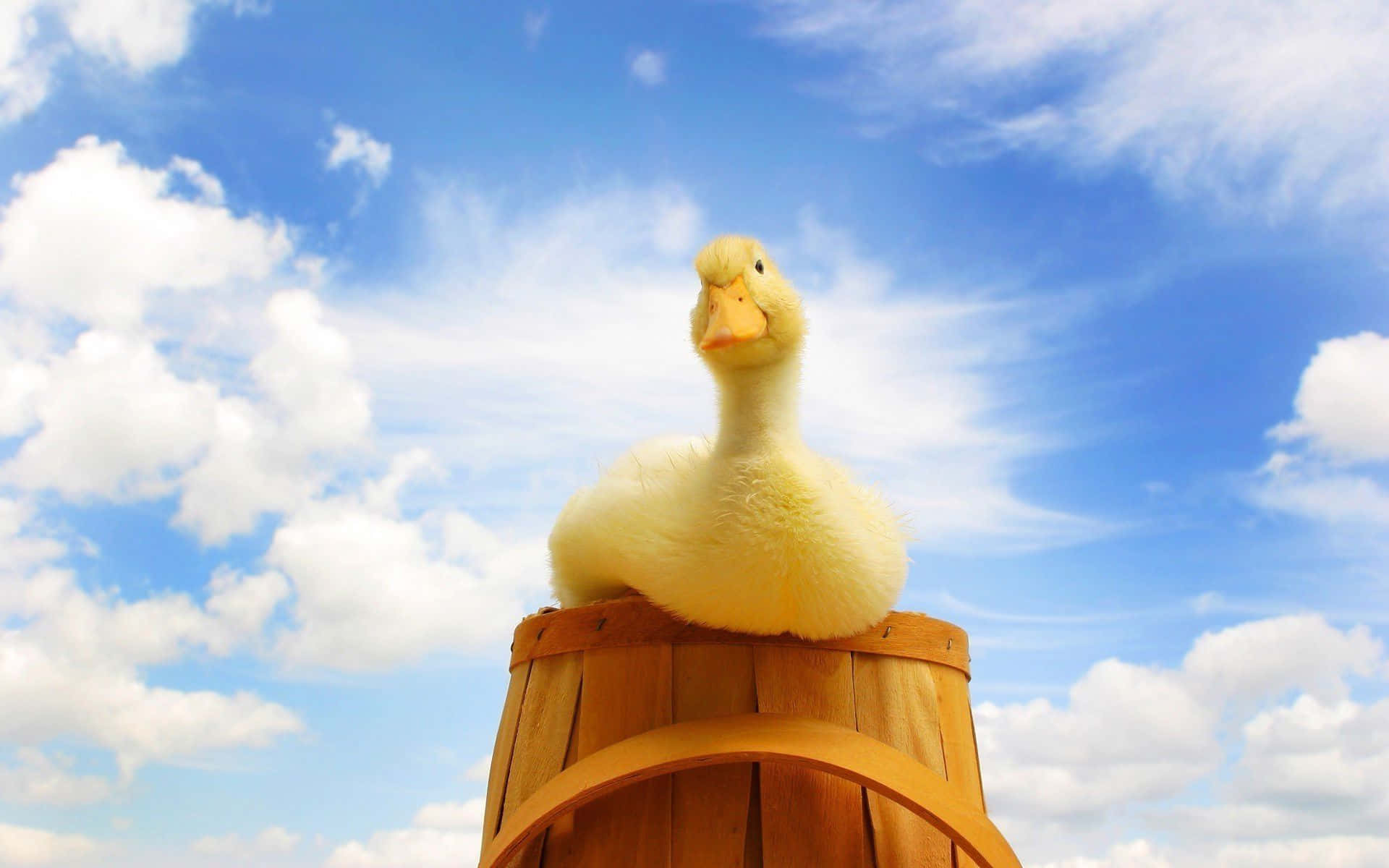 Funny Yellow Duck Sky Clouds Background Pictures