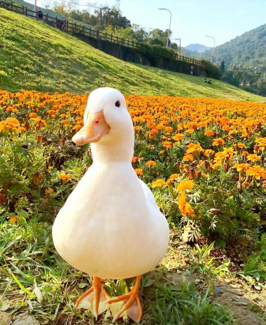 Funny Duck Smiling Farm Outdoors Pictures
