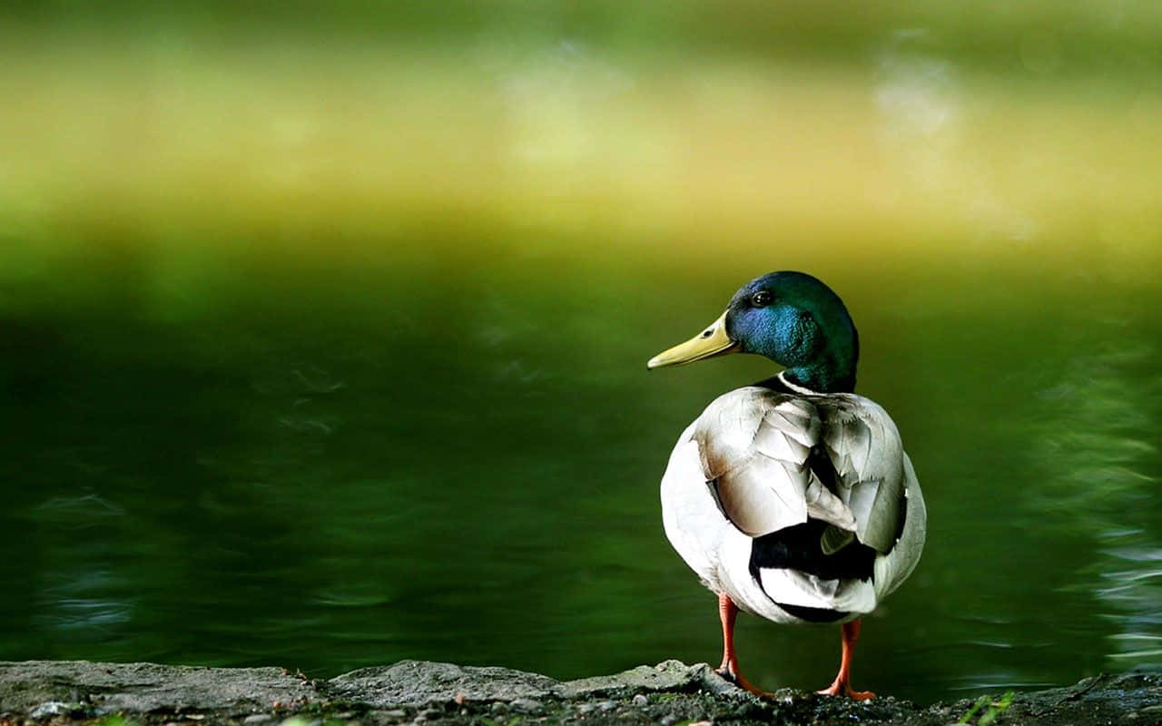 Funny Mallard Duck Cute Waiting Patiently Pictures
