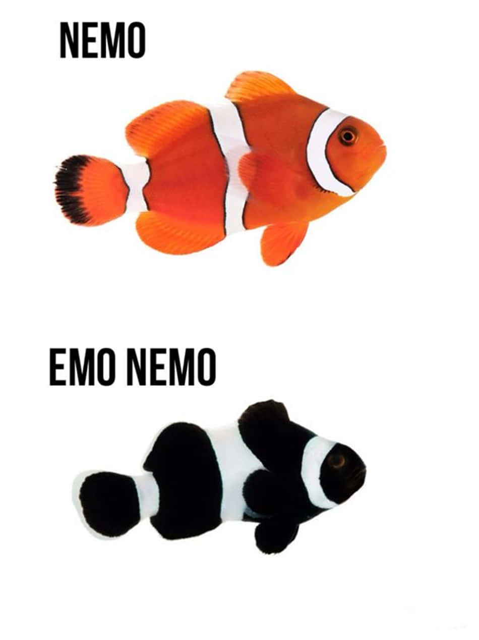 Emo Nemo Funny Dumb Picture