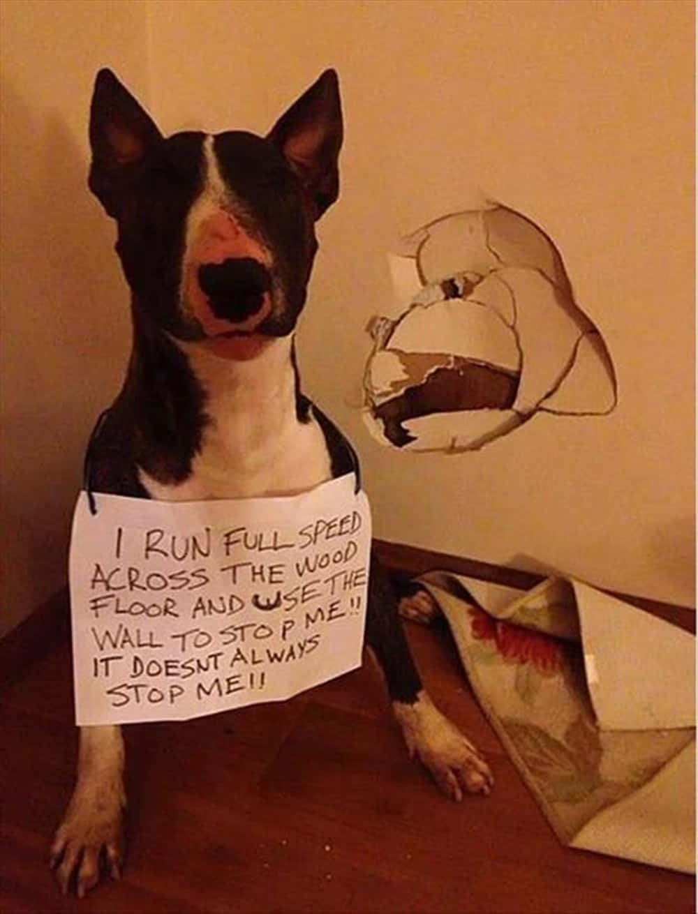 Lustigesbild Von Einem Dummen Hund, Der Eine Wand Zerstört