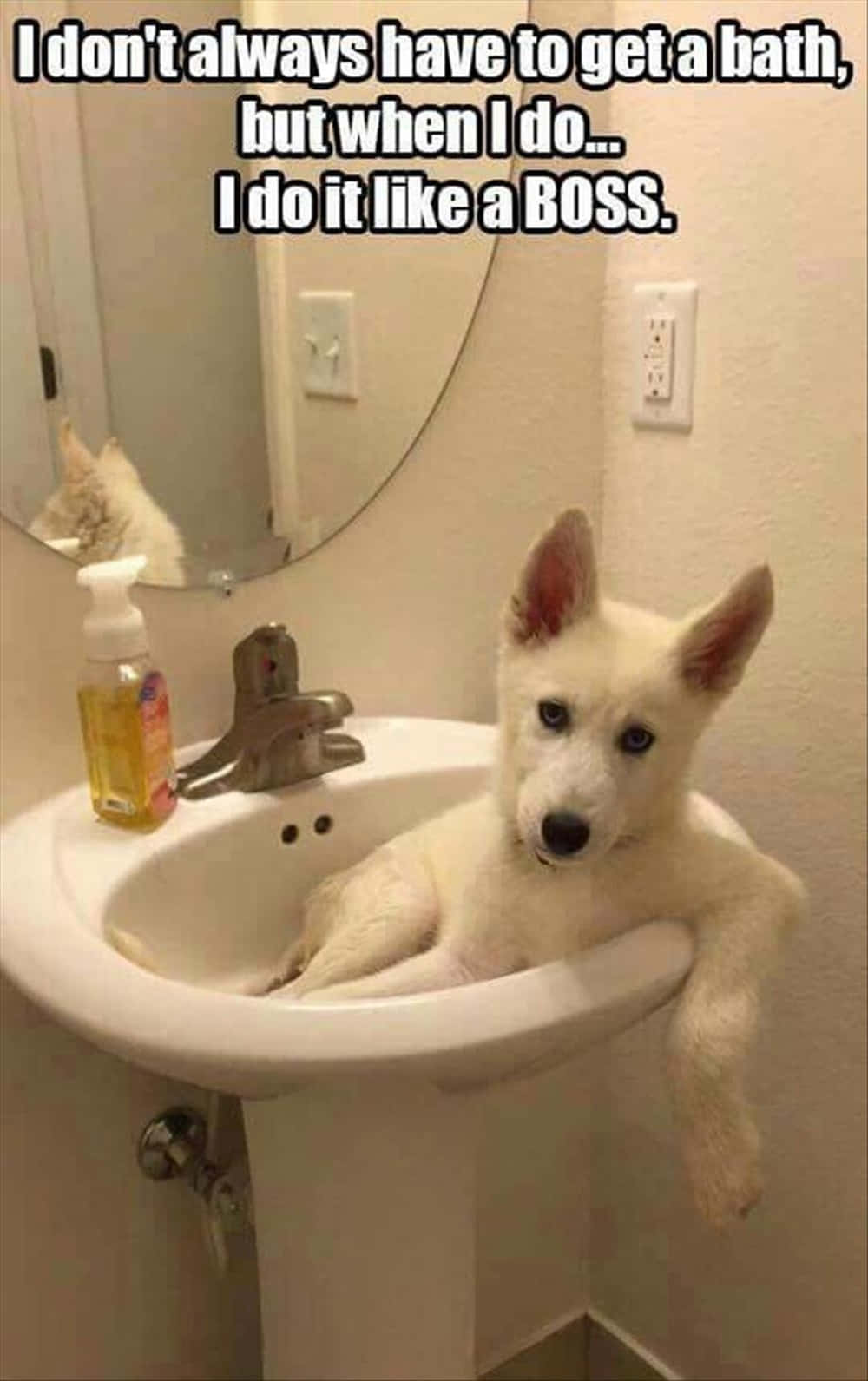 Sjov dum billede tapet med hunden i vasken