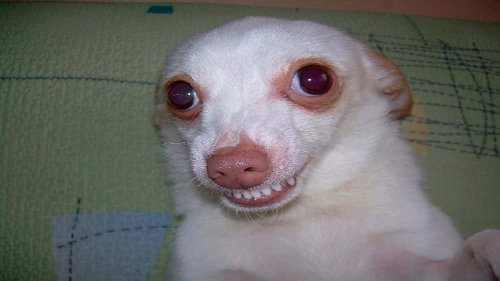 Lustigesbild Von Einem Dummen, Weißen Chihuahua