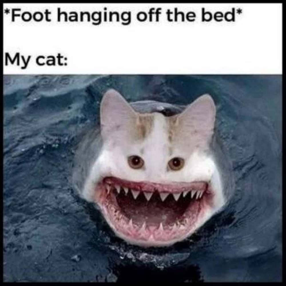 Witzigesbild Eines Dummen Katzenhais