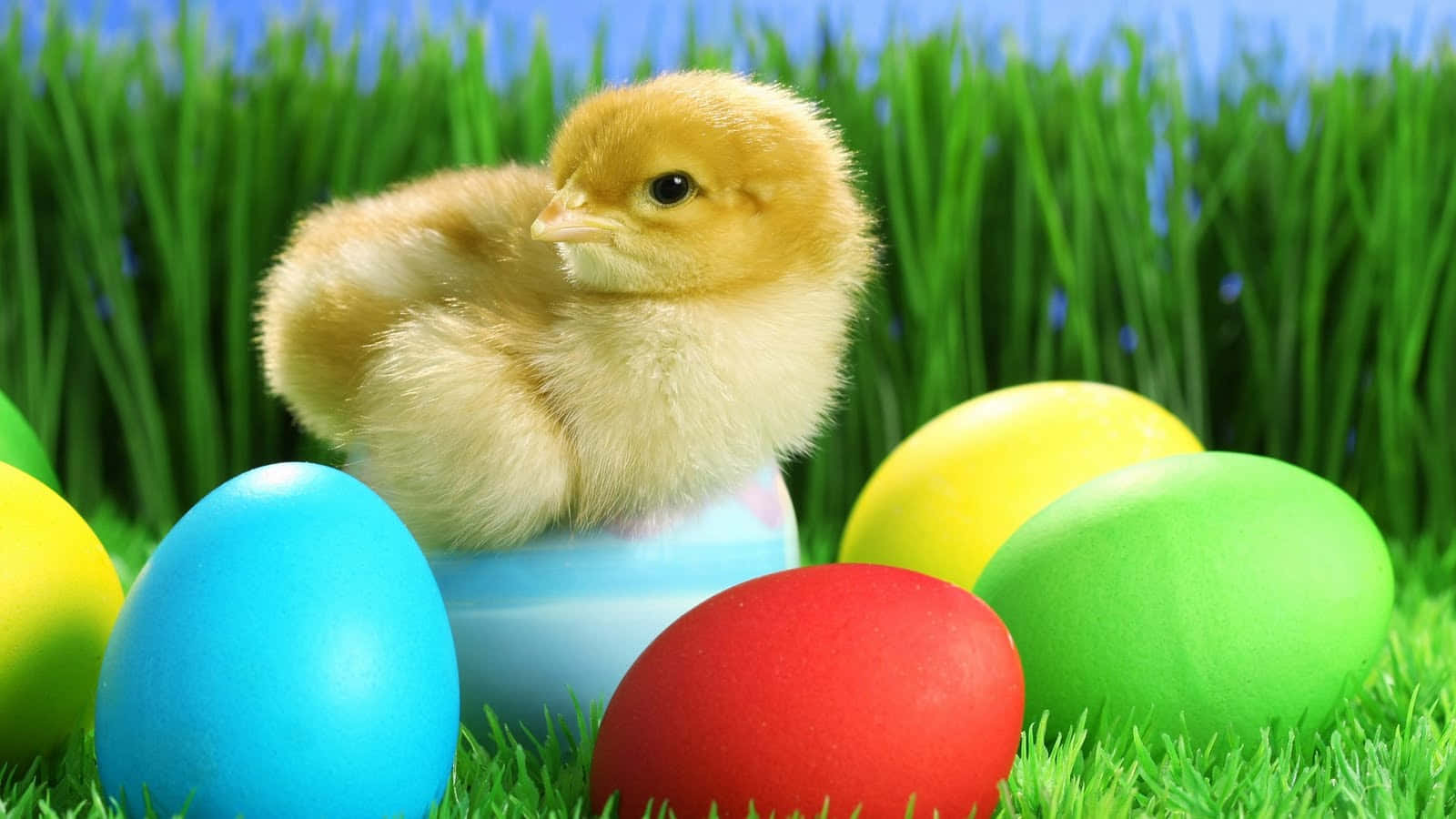 Funny Easter Chick On Colorful Eggs Picture