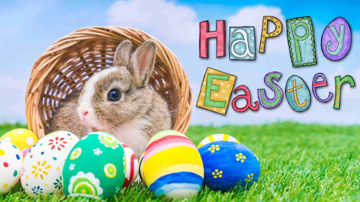 Glade påske Sjov påske kanin på kurv billede tapet