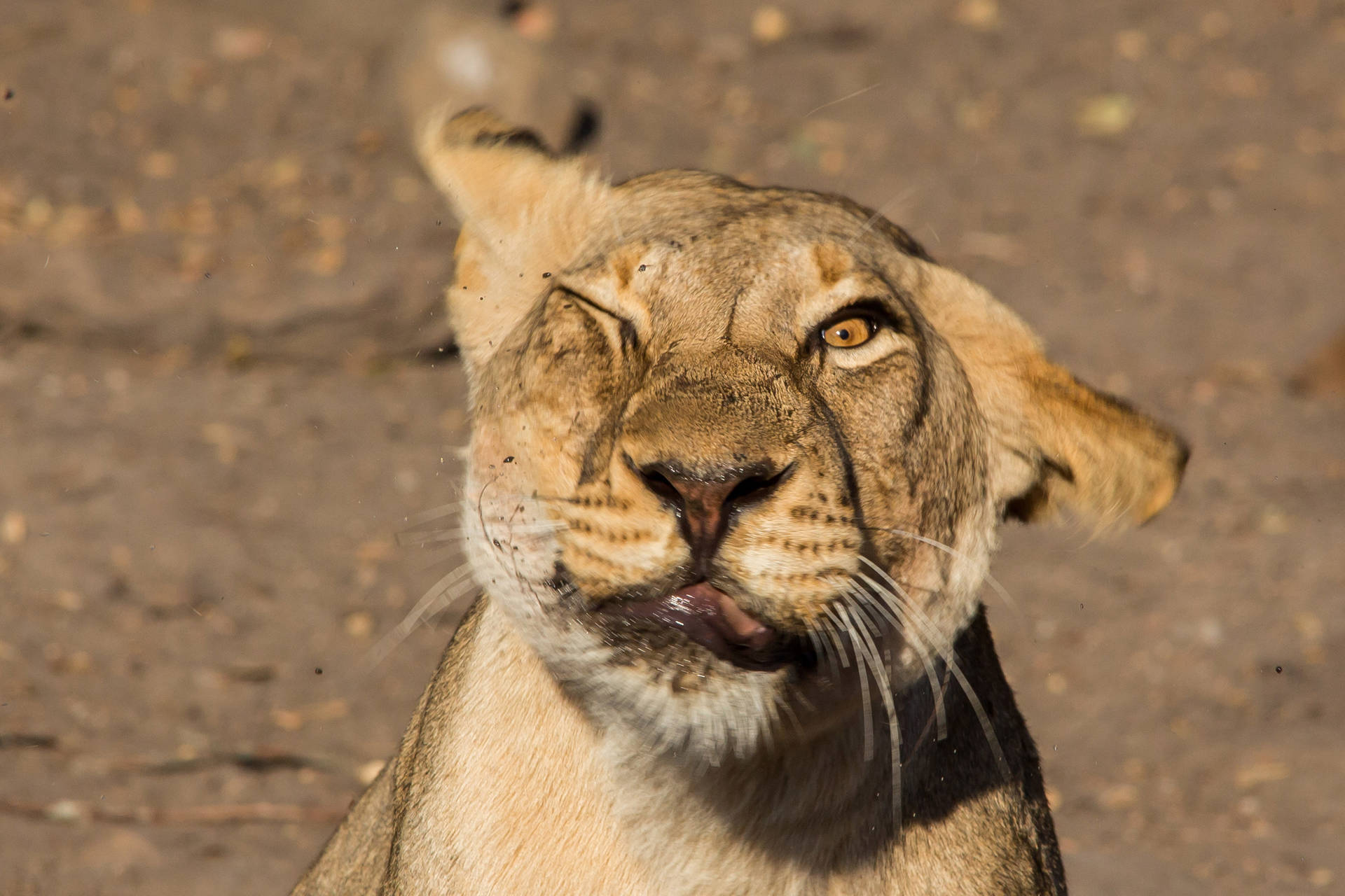 Funny Face Of A Lioness Wallpaper
