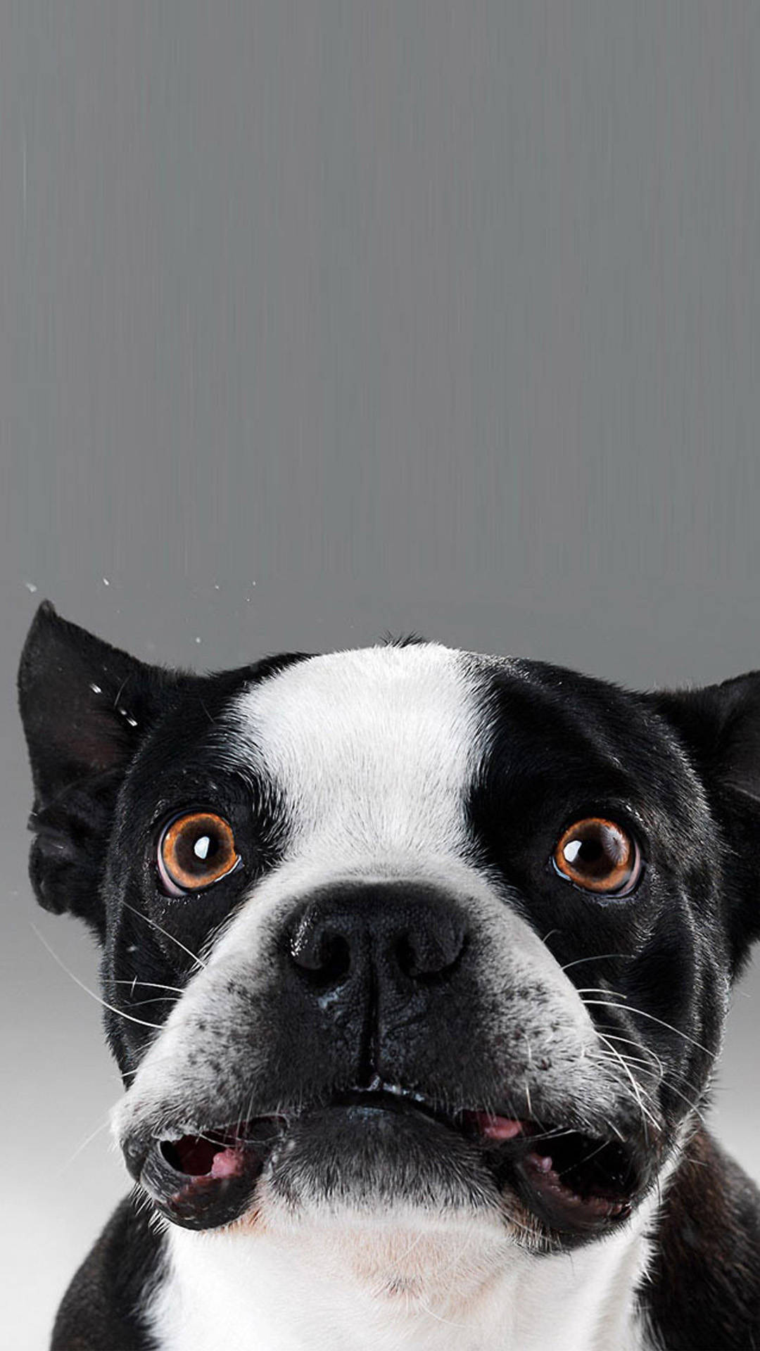 Funny Face Of Boston Terrier Pup Wallpaper
