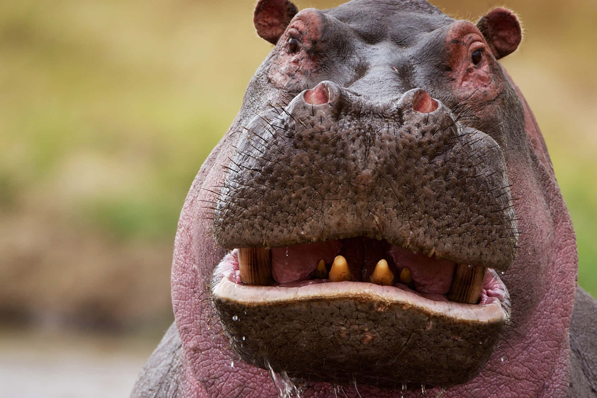 Funny Face Funny Animal Hippo Picture