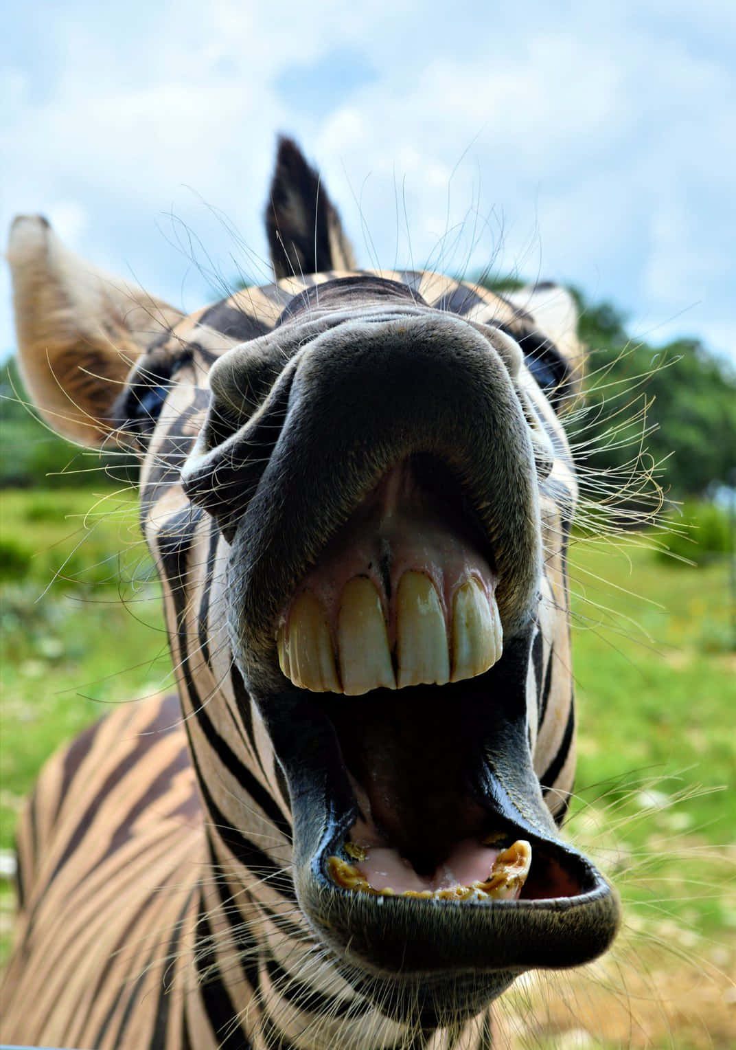 Fotodel Profilo Divertente Di Una Zebra Su Facebook
