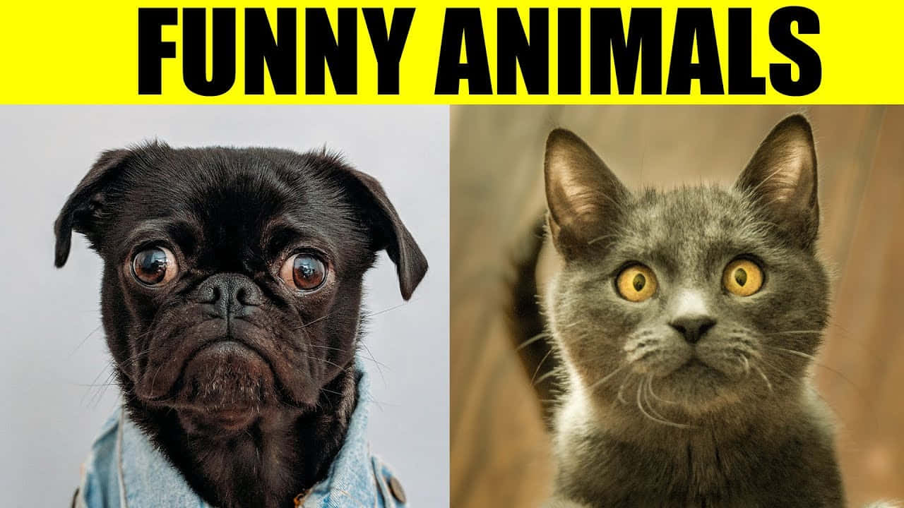Funny Animals Cat Dog Facebook Profile Picture