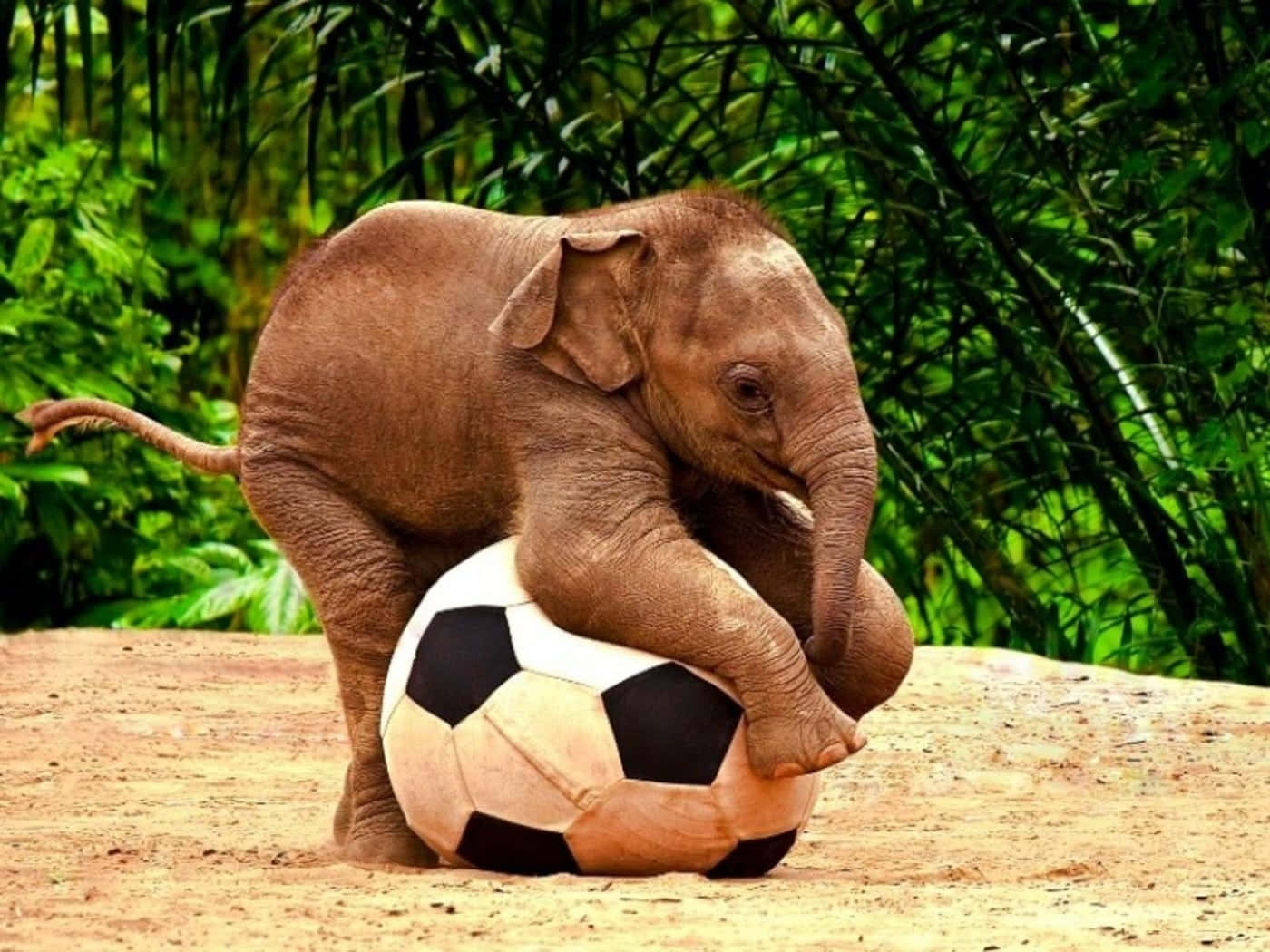 A Baby Elephant Playing With A Soccer Ball