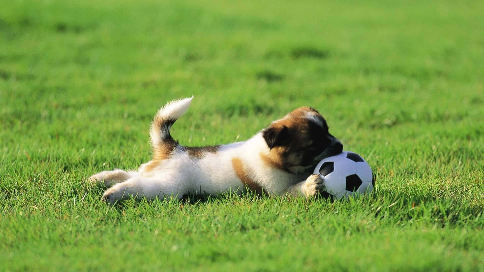 A Small Dog Playing With A Soccer Ball