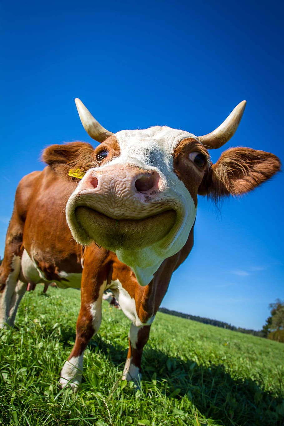 Sjove gårdsdyr kvæg smiler til kamera Wallpaper