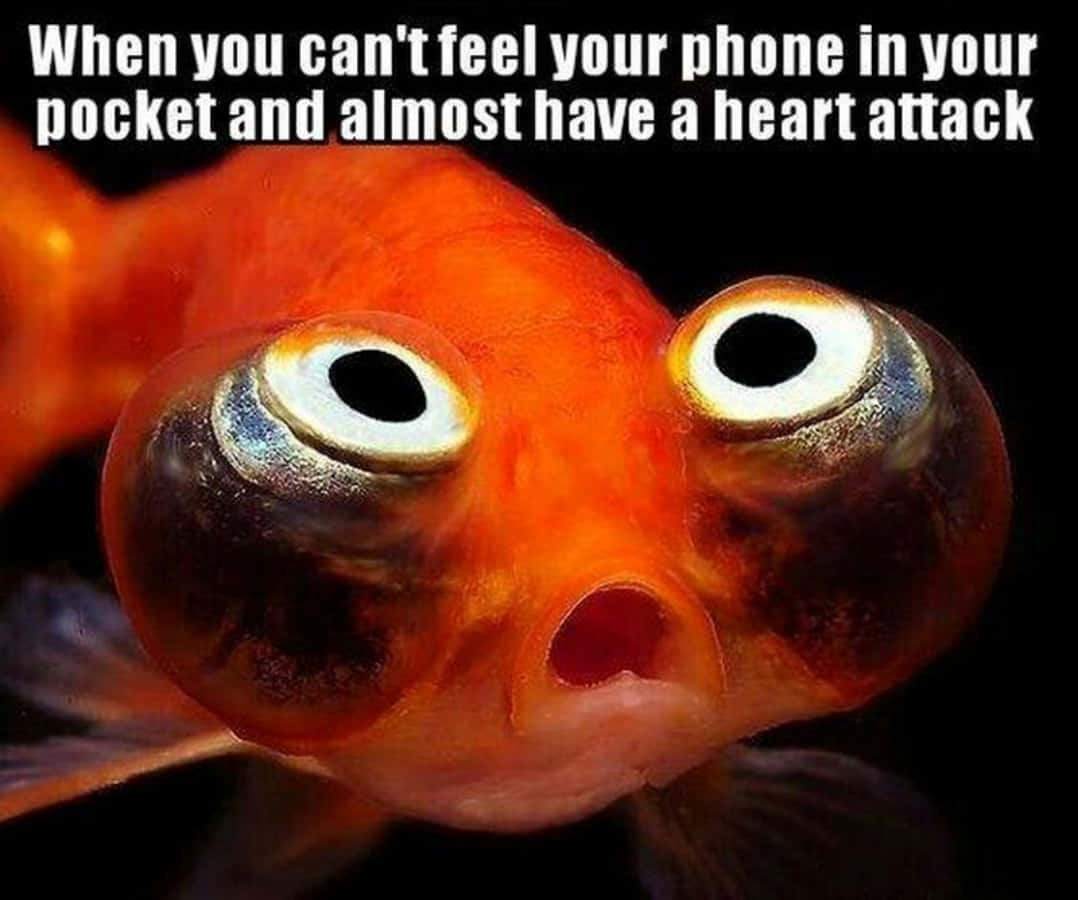 Funny Fish Swollen Eyes Picture