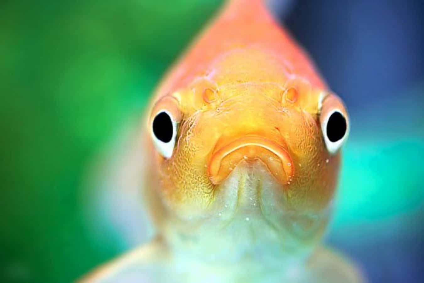 Funny Fish Upset Mouth Picture