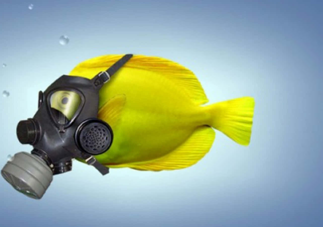 Funny Fish Wearing Oxygen Mask Picture