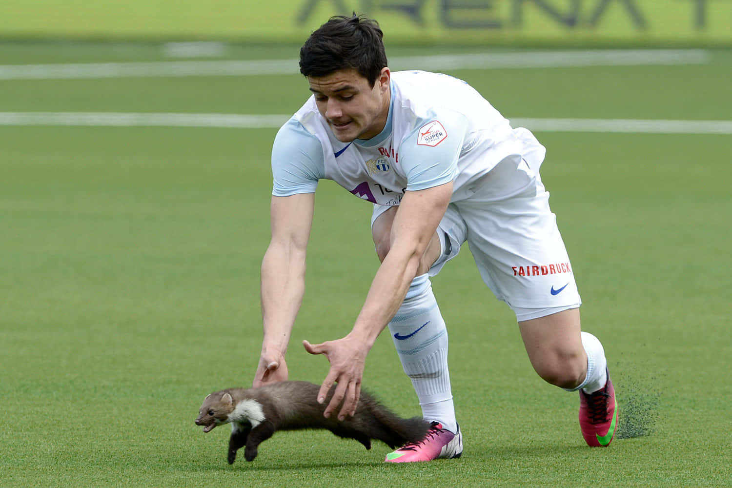 Funny Loris Chasing A Marten Football Picture