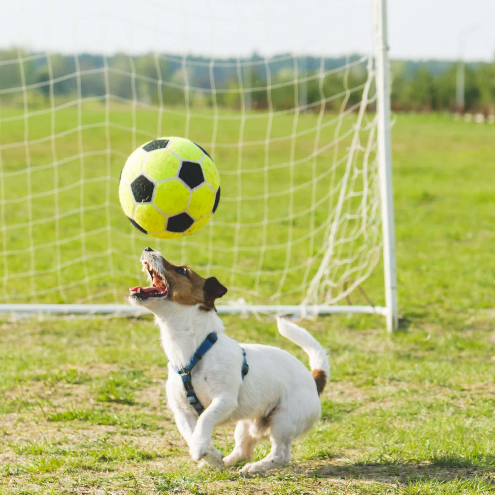 Funny Dog Playing Football Picture