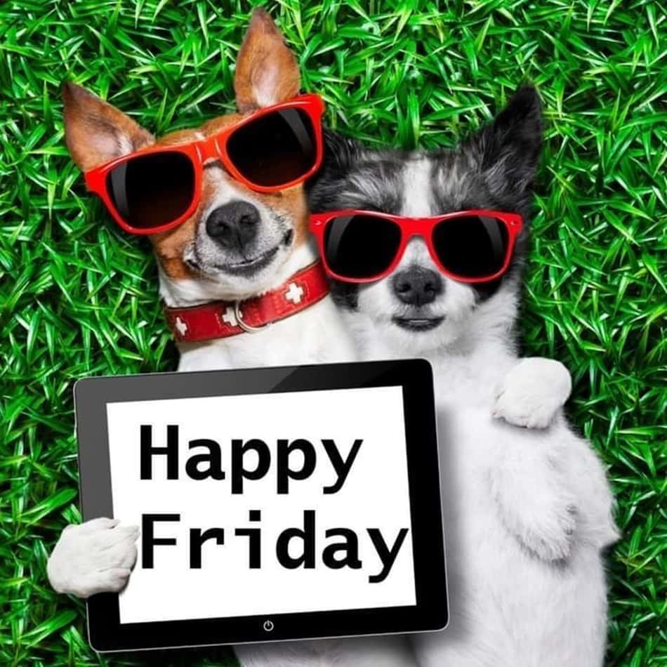 Download Happy Friday Dogs Funny Friday Picture | Wallpapers.com