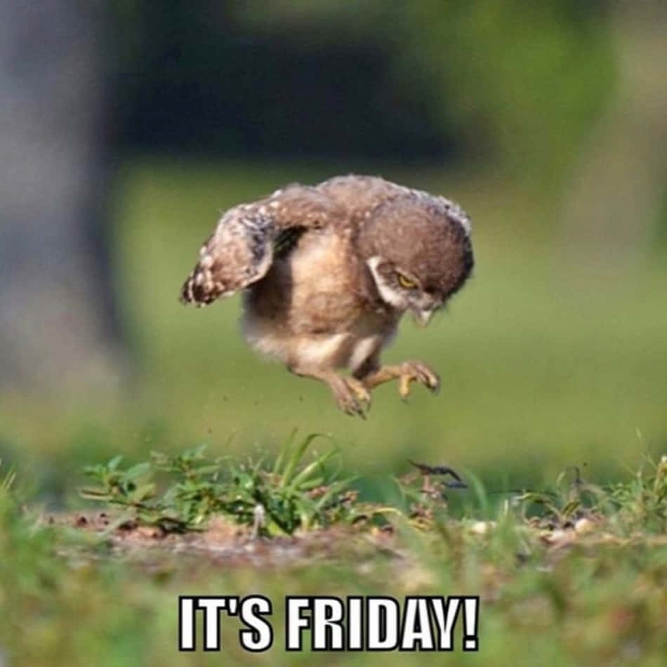 Download It's Funny Friday Baby Owl Picture | Wallpapers.com