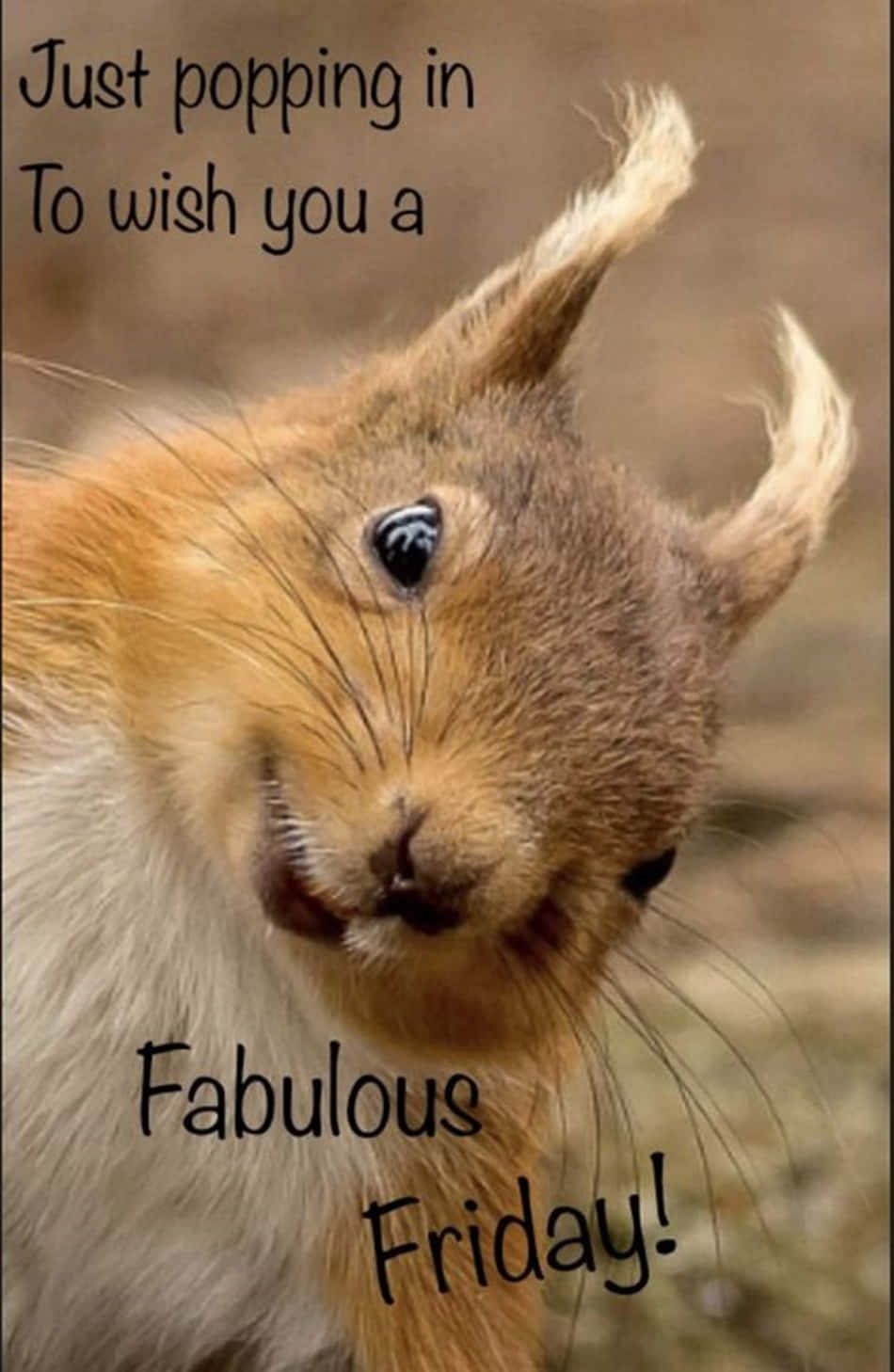 Download Squirrel Fabulous Funny Friday Picture | Wallpapers.com