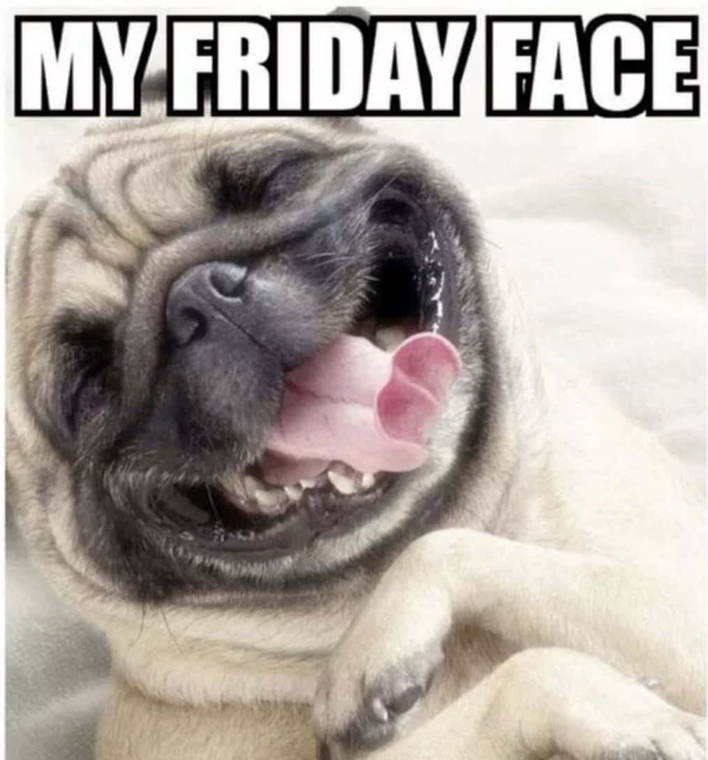 My Friday Face Funny Friday Picture